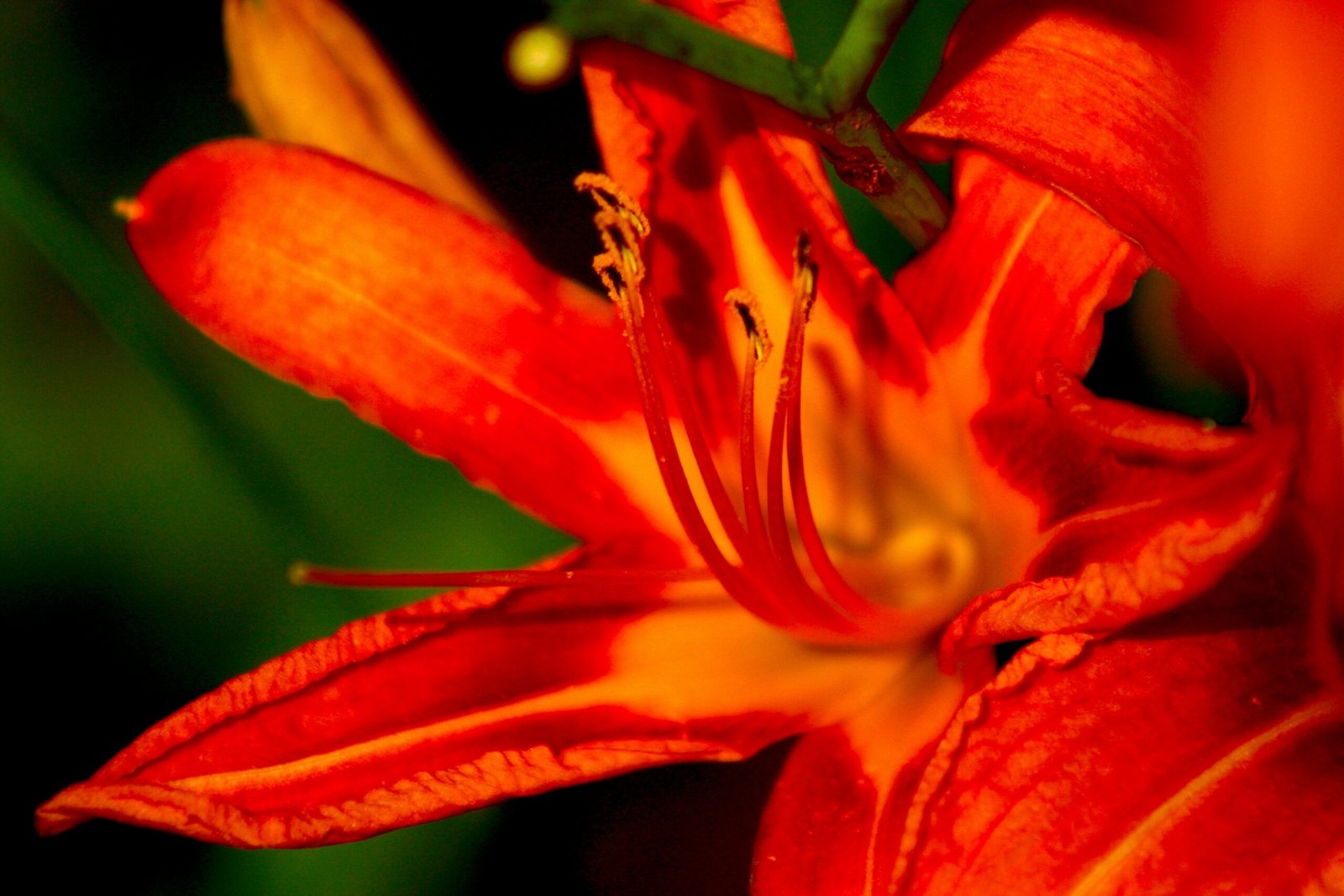 orange lily in bloom during daytime
